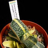 Gasteria pillansii variegata JL453